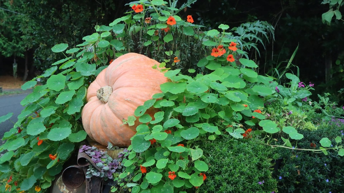 The 'Edimental' Garden Trend: How to Landscape With Vegetables and Herbs 