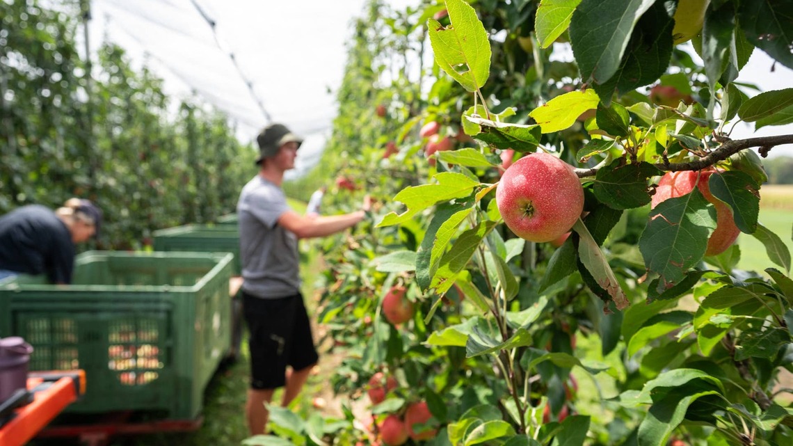 Major fruit grower Borton & Sons lays off nearly 1,000 workers 