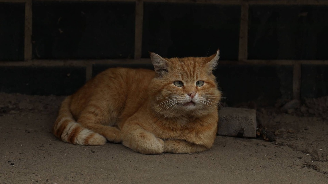 Stray Cat ‘Still Waiting' for Her Family to Come Back After 3 Years Is Breaking Hearts 