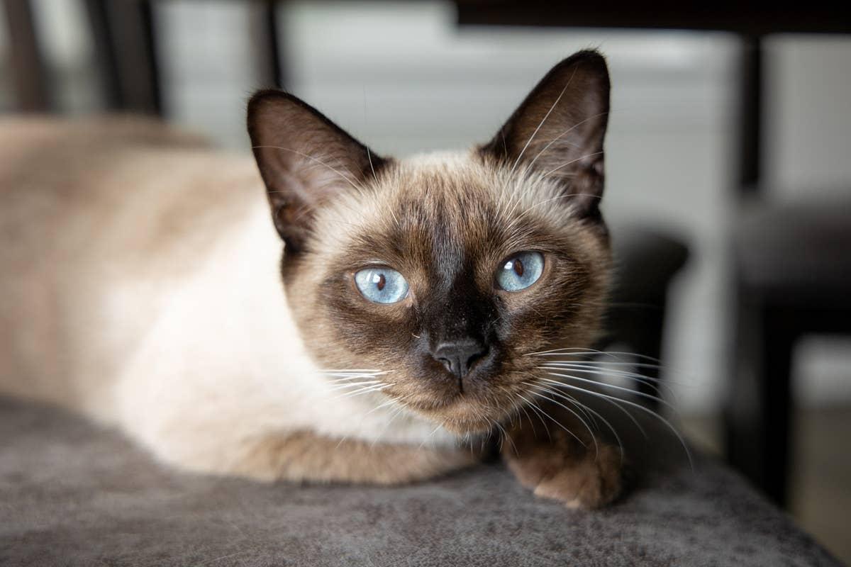 Siamese cats can struggle in noisy, chaotic households.