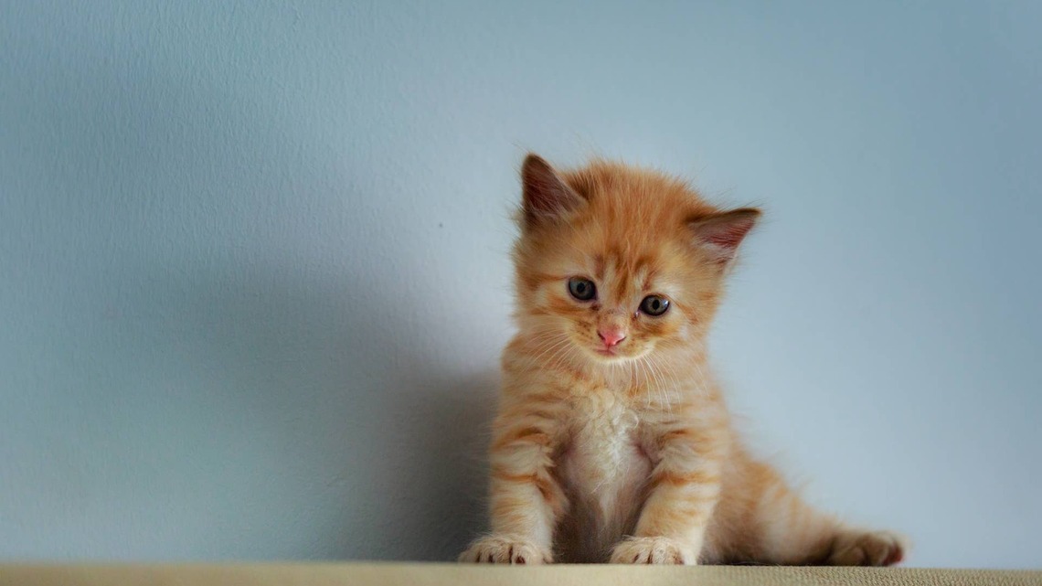 Homeless Man Saved a Kitten From the Heat-Then Did Something Even More Selfless 
