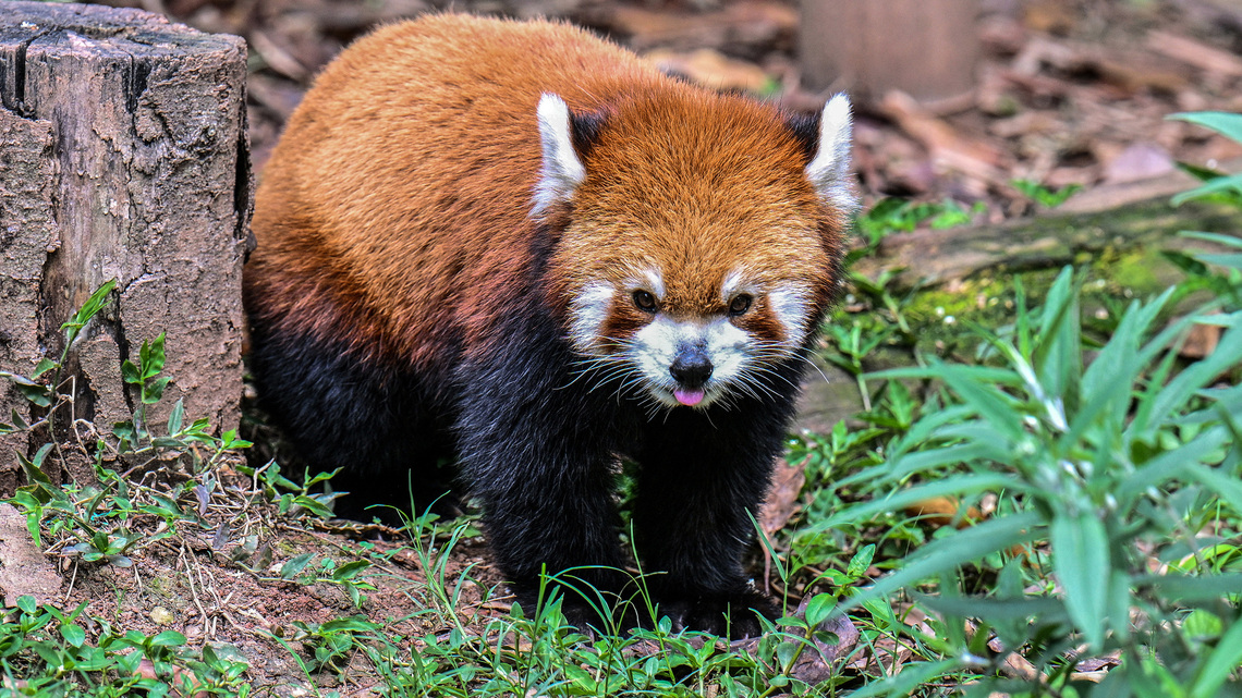 Red panda mom dies weeks after loss of newborn cubs at California zoo 