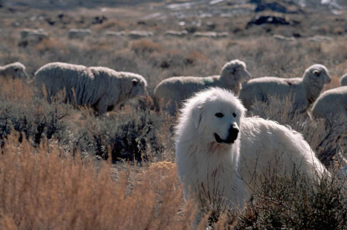  A Great Pyrenees guarding their flock. 