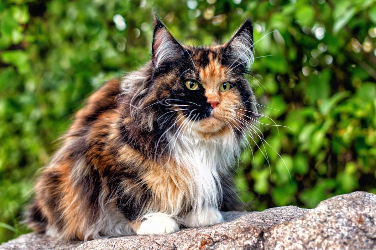  Maine Coon perched on a rock.