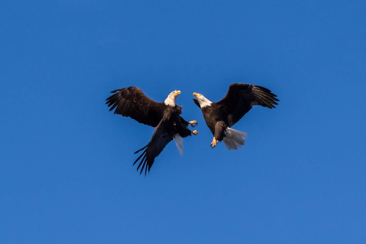  Bald Eagles performing a mating ritual. 