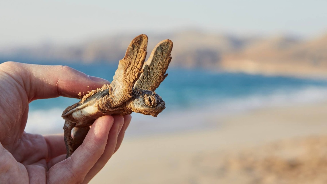 Baby Sea Turtle Heads the Wrong Way, and Kind Couple Steps in To Help 