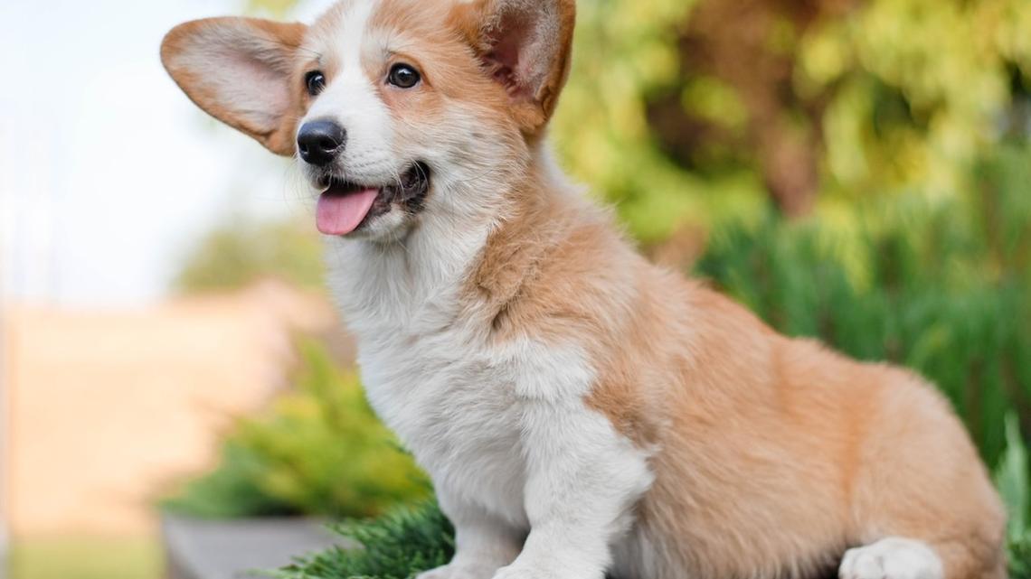 Corgi Puppy's Bunny Hops of Chaos Have Brothers Ready for Spring Break 