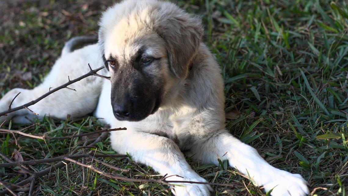 10-Week-Old Anatolian Shepherd Puppy Makes Border Collie Bestie Look Tiny 
