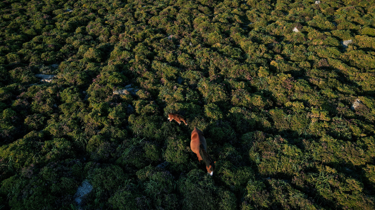 FILE PHOTO: A drone view shows a wild horse and her foal feeding on spiny gorses in the Serra da Groba, near Baiona, Galicia, Spain, May 24, 2024. REUTERS/Nacho Doce/File Photo
