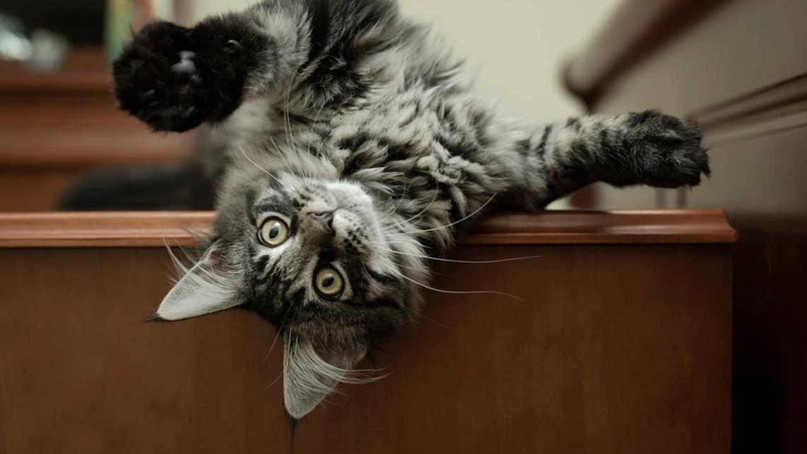 7 Strange Cat Behaviors That Show They're Happy 