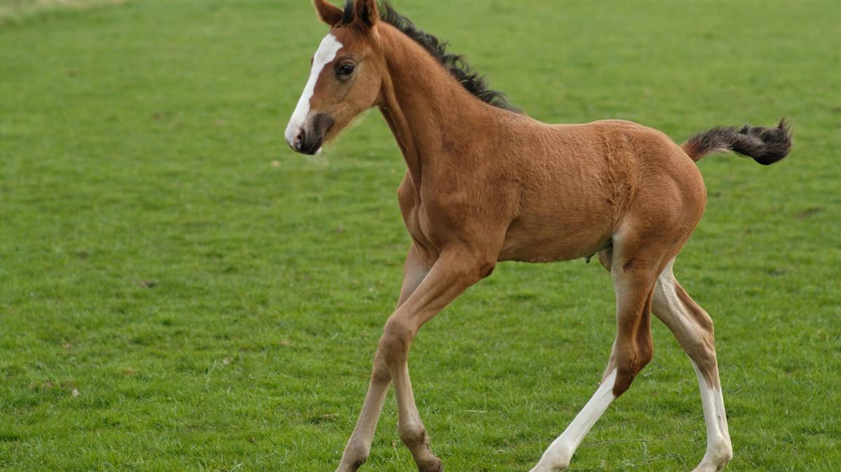 Horse foal running in grass. 
