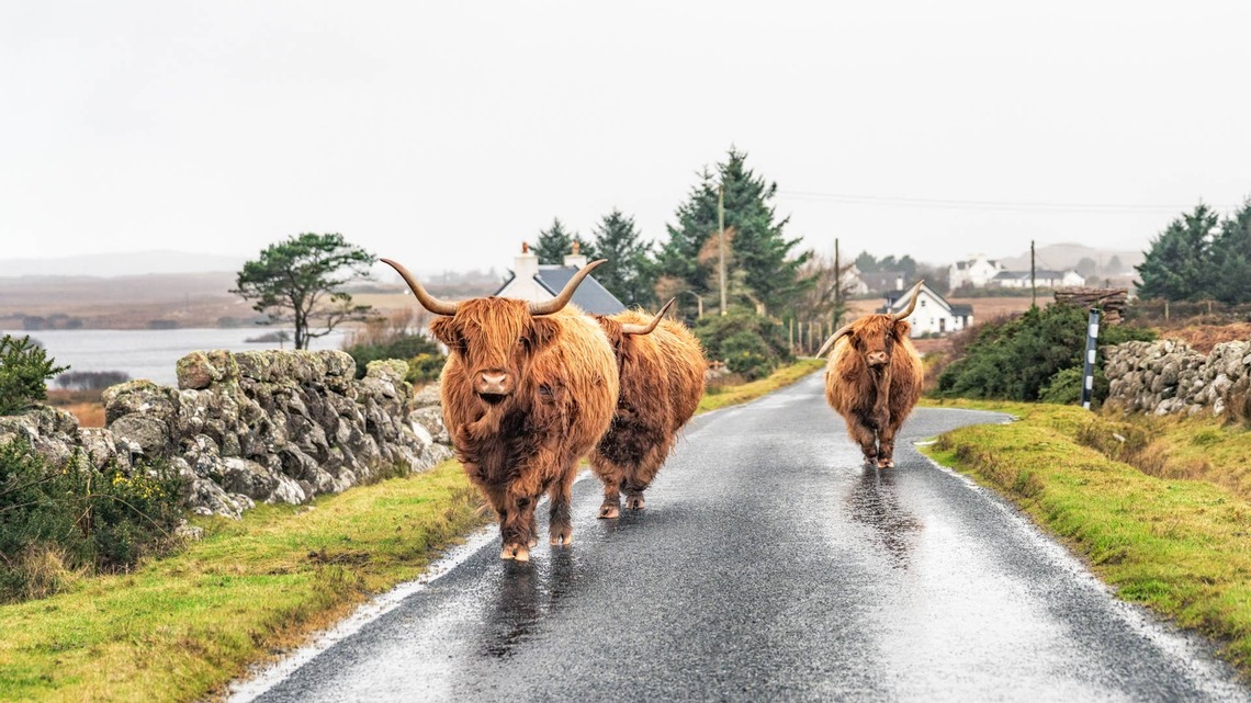 These Highland Cows Know They're Iconic, and We Couldn't Be More Amazed