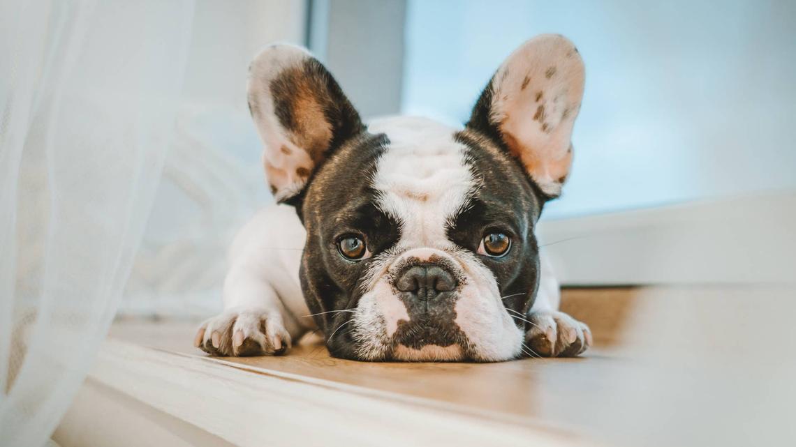 This French Bulldog Gave Everything to Her Puppies -- Now She Needs a Miracle 