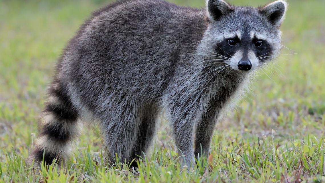 A Raccoon Wouldn't Stop Following This Couple on a Hike - and the Reason Why Melted Their Hearts 