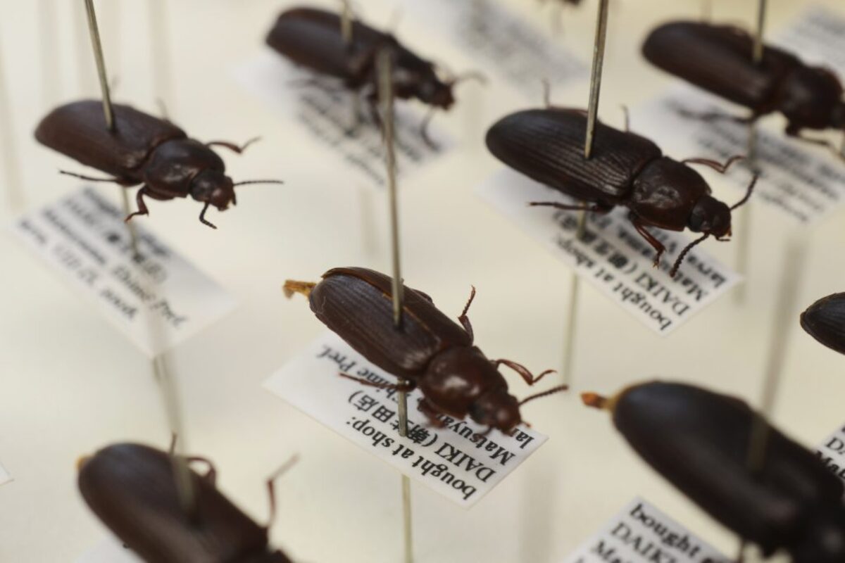  Museum samples of Tenebrio molitor. (Juan Manuel Calvo Martin via SWNS) 