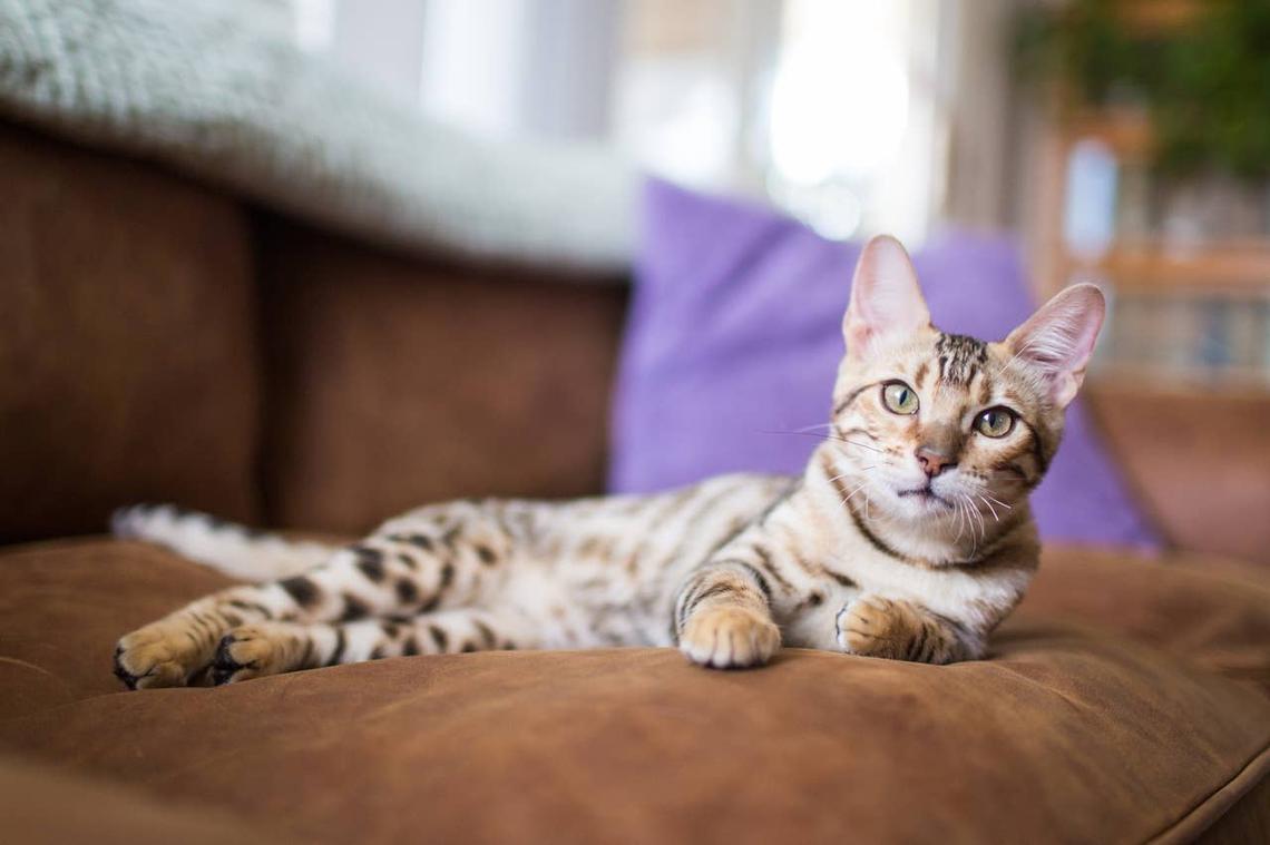  A Bengal kitten who knows how to play fetch. 
