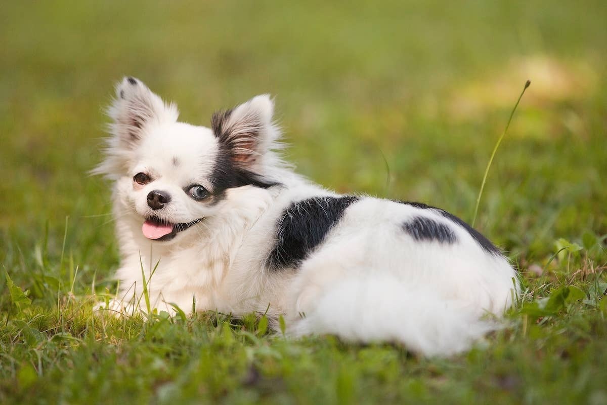  A Teacup Chihuahua lies in the grass.