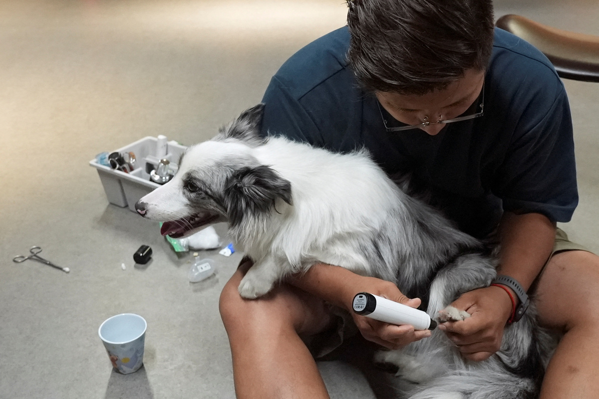 Jann Zhang, founder and principal of Paw³, a kindergarten for dogs, grooms a border collie, in Shanghai, China, June 2, 2026. REUTERS/Nicoco Chan