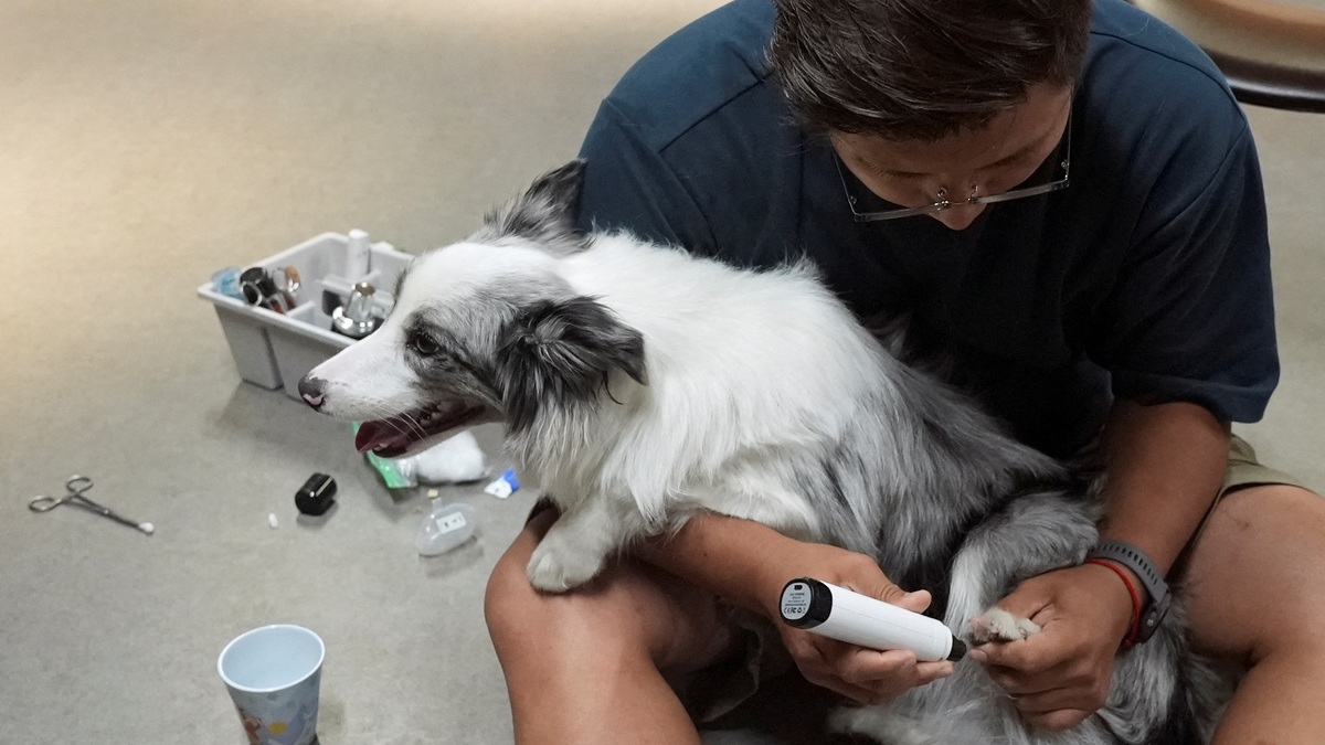 Jann Zhang, founder and principal of Paw³, a kindergarten for dogs, grooms a border collie, in Shanghai, China, June 2, 2026. REUTERS/Nicoco Chan
