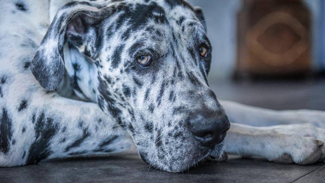 Great Dane Too Afraid To Walk Past Pomeranian Lets Everybody Know About It 