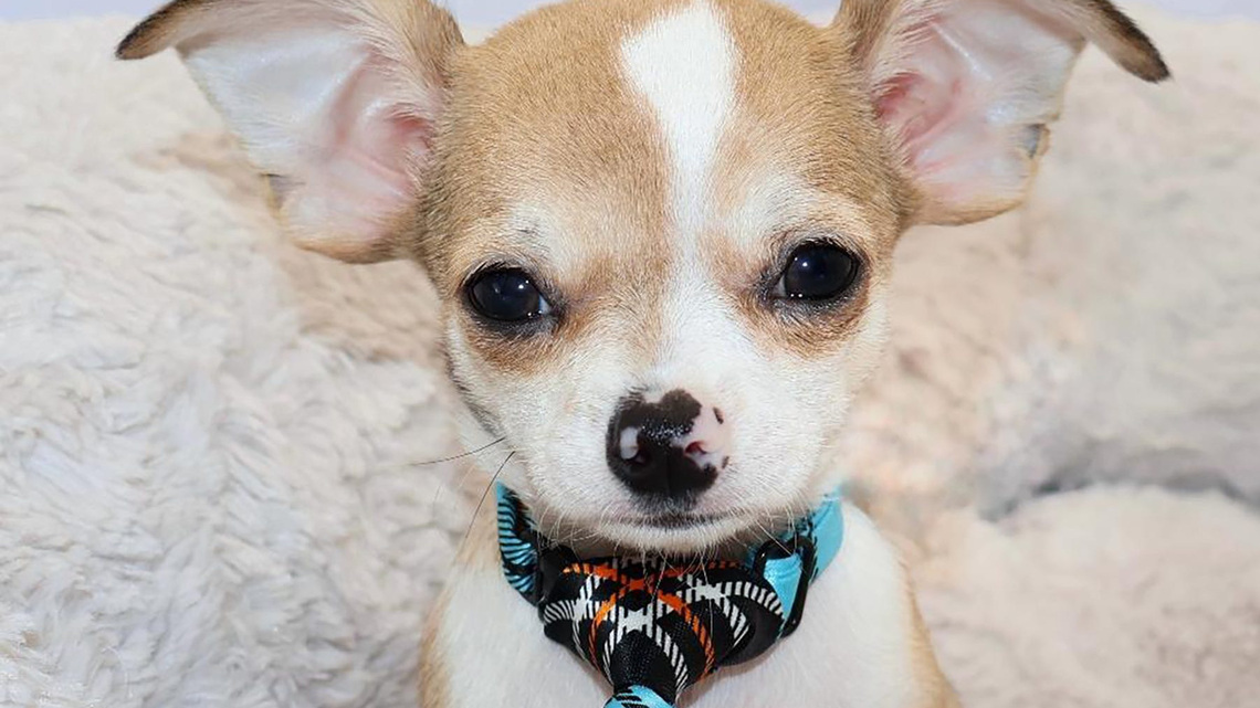 3 To Know: Pet calendar contest raises funds; 6 figures for Florida; more