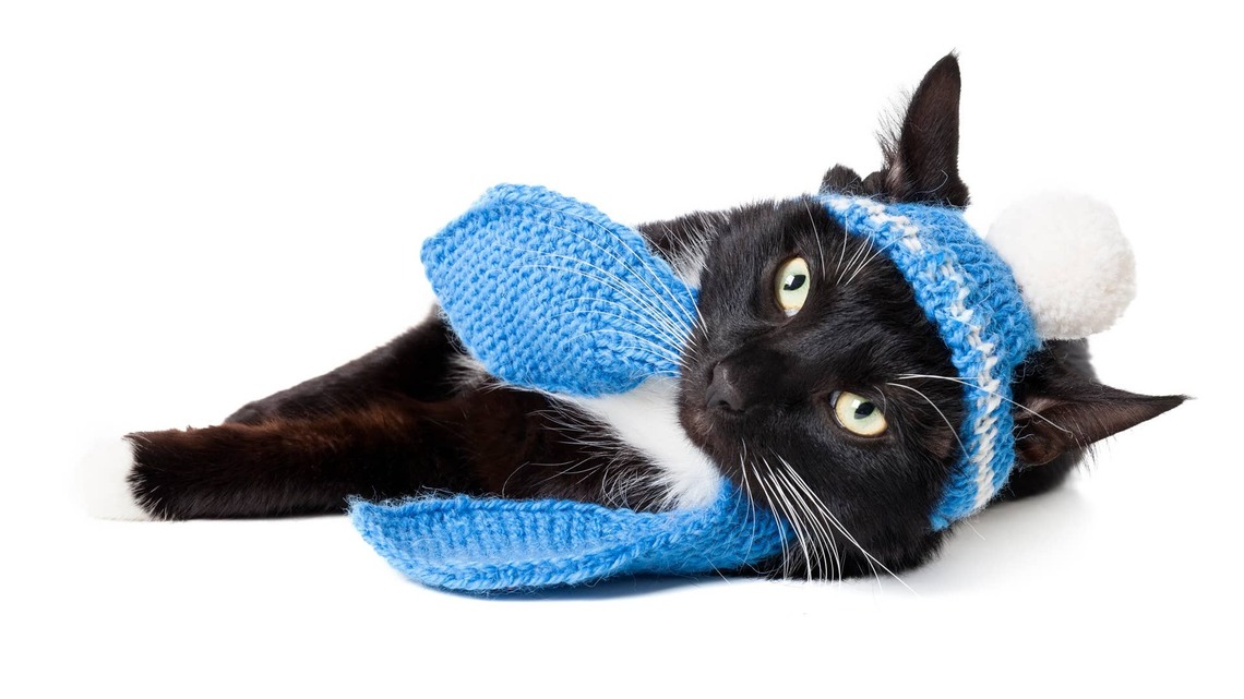 Black Rescue Cat Wobbling With Joy Over New Hat Is the Cutest Berry in the Patch 