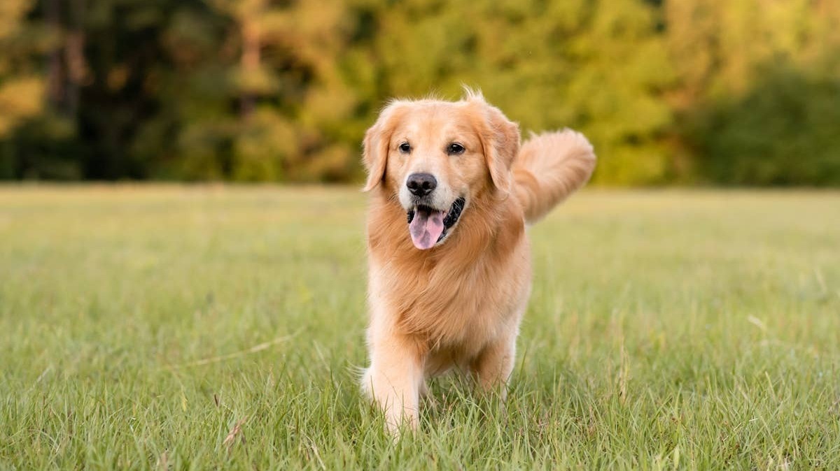 A Golden Retriever enjoying the outdoors. 