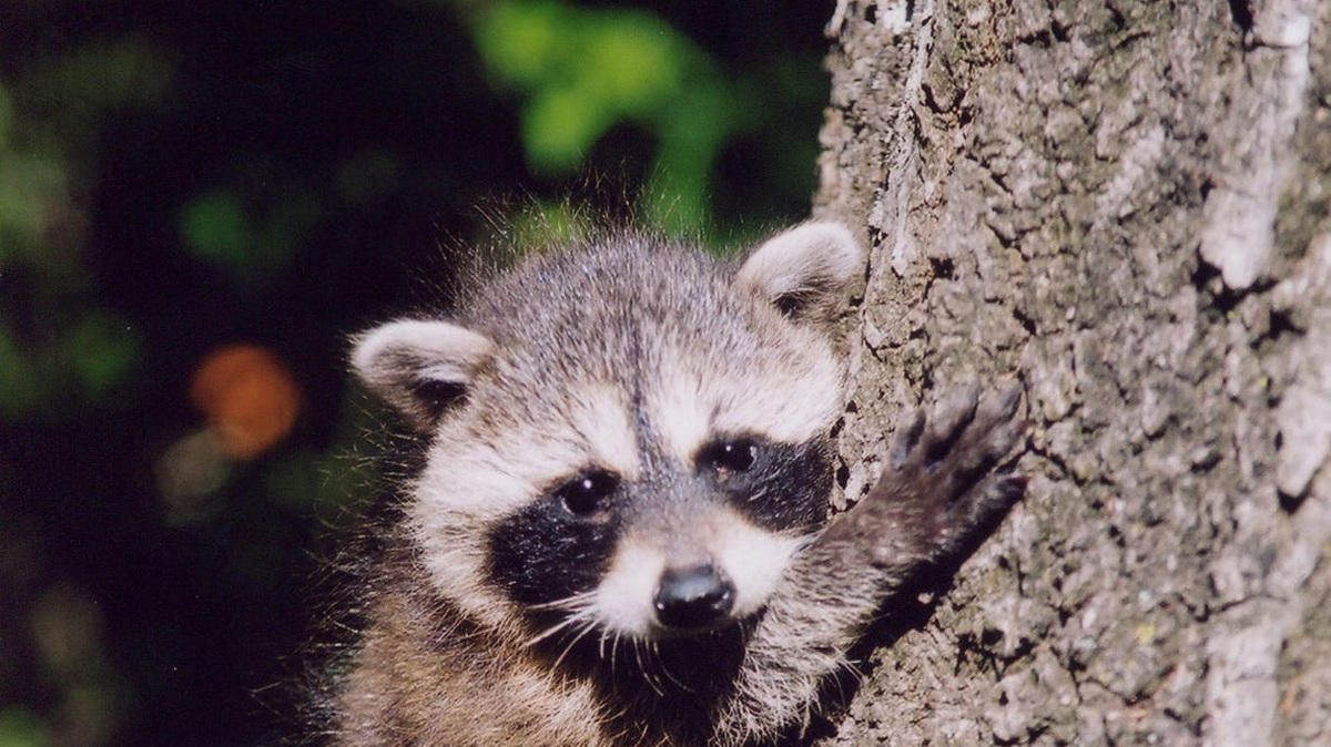 Rabid raccoon found in Westlake Village causes concern for SoCal ...