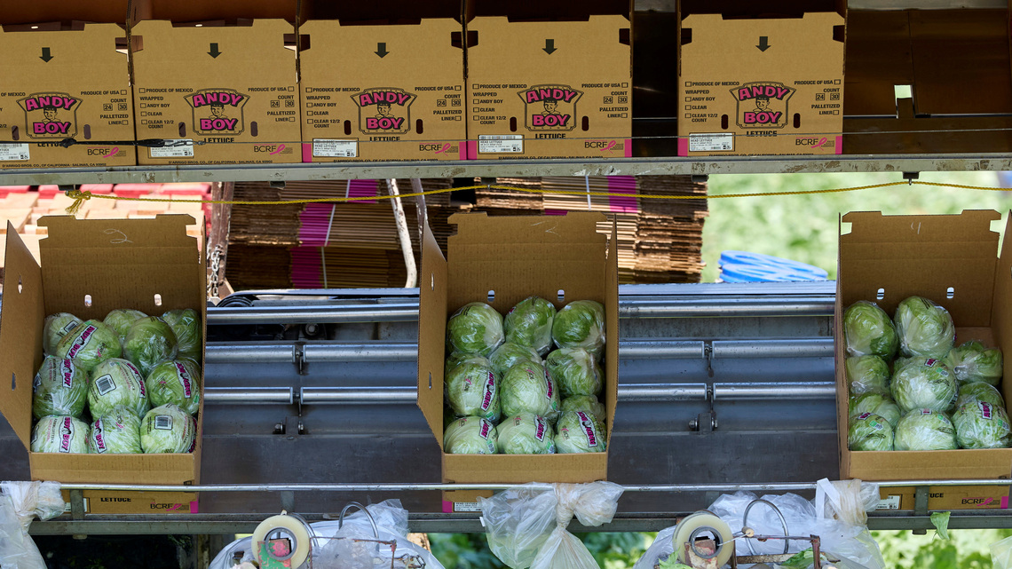US widens lettuce-related cyclosporiasis probe to 20 states 