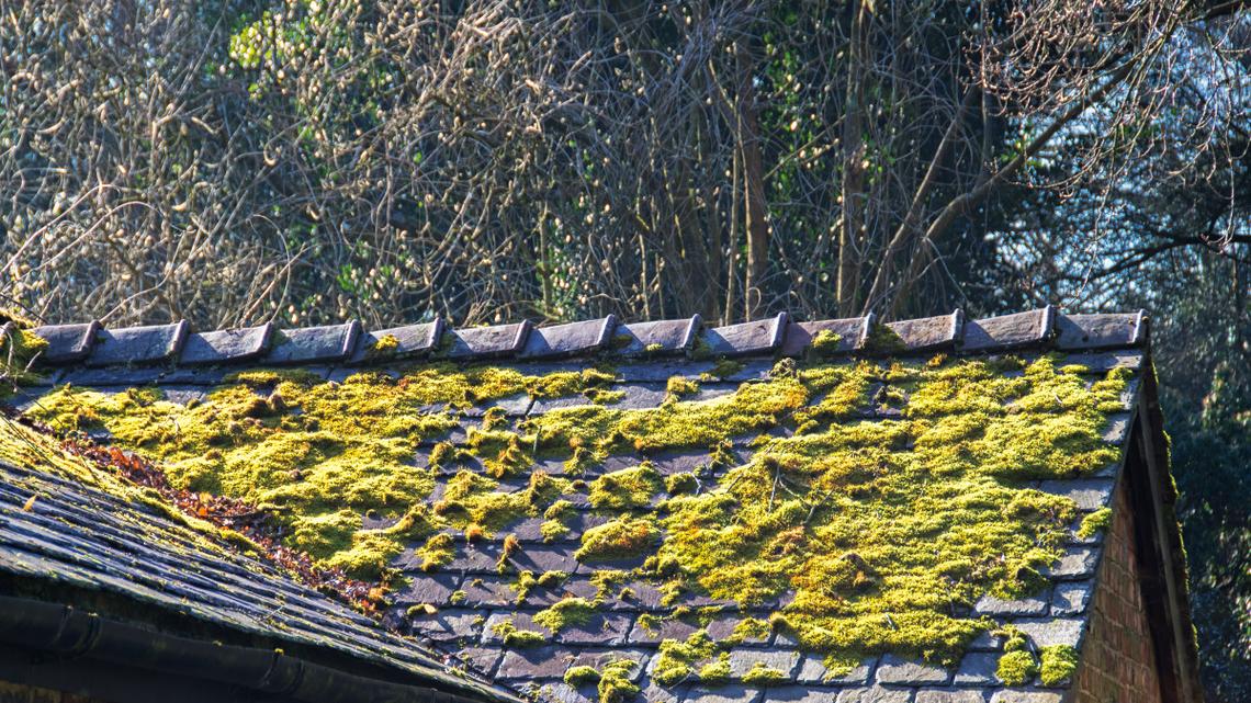 Stop Ignoring This Roof Problem-It Can Lead to Costly Damage 