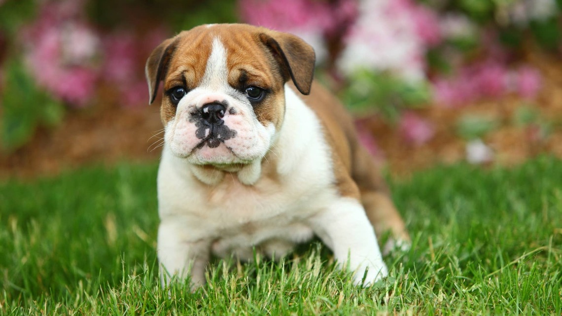 Chubby English Bulldog Puppy Is the Cutest Roly-Poly We've Ever Seen