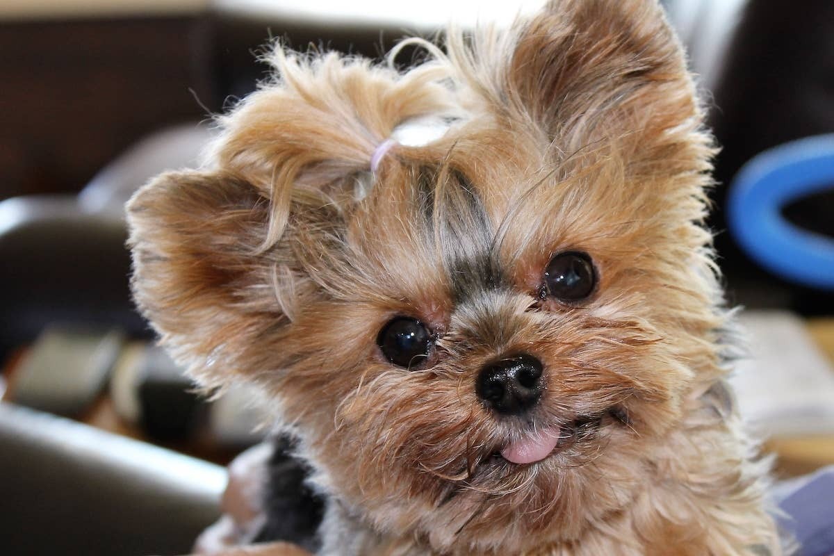  A close-up of a Teacup Yorkie's face.