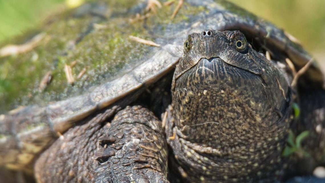 This Unique Snapping Turtle Spotted in Austin Is Stopping People in Their Tracks 