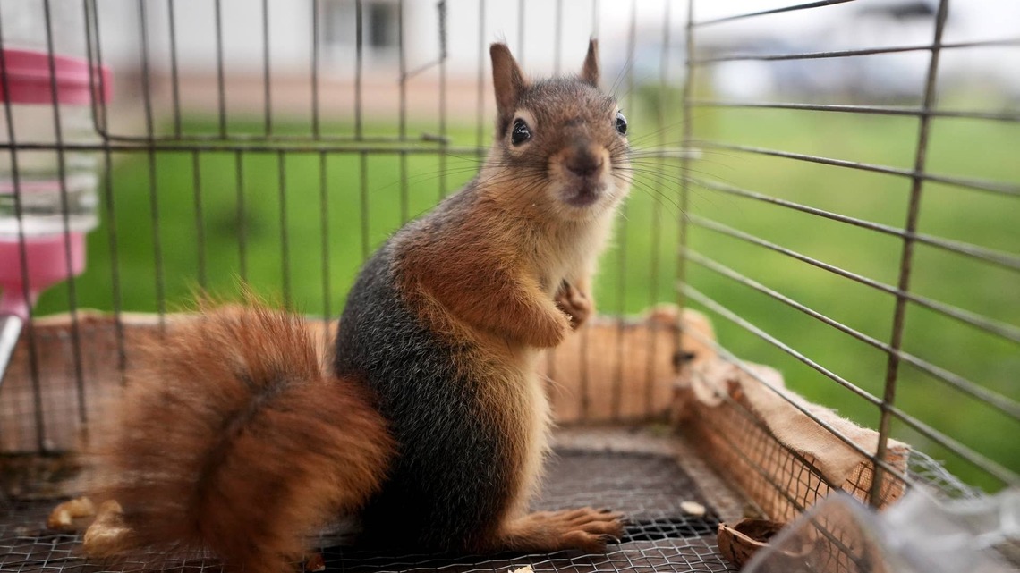 Squirrel's Reaction to Woman's Heartfelt Apology Is Surprisingly Sweet
