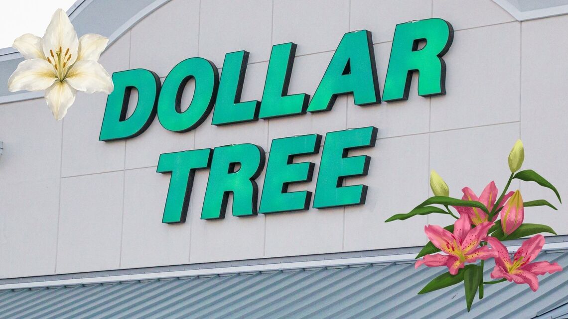 Create a Colleen Hoover-Inspired Home With Dollar Tree Finds
