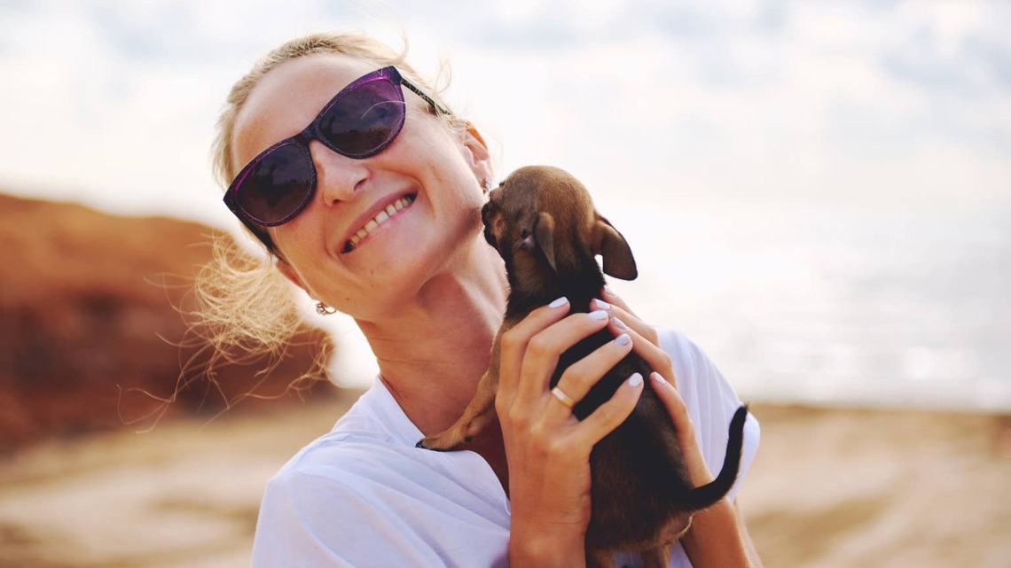 Chihuahuas Completely Lose It When They Spot Their Nana Coming to Say Hello 
