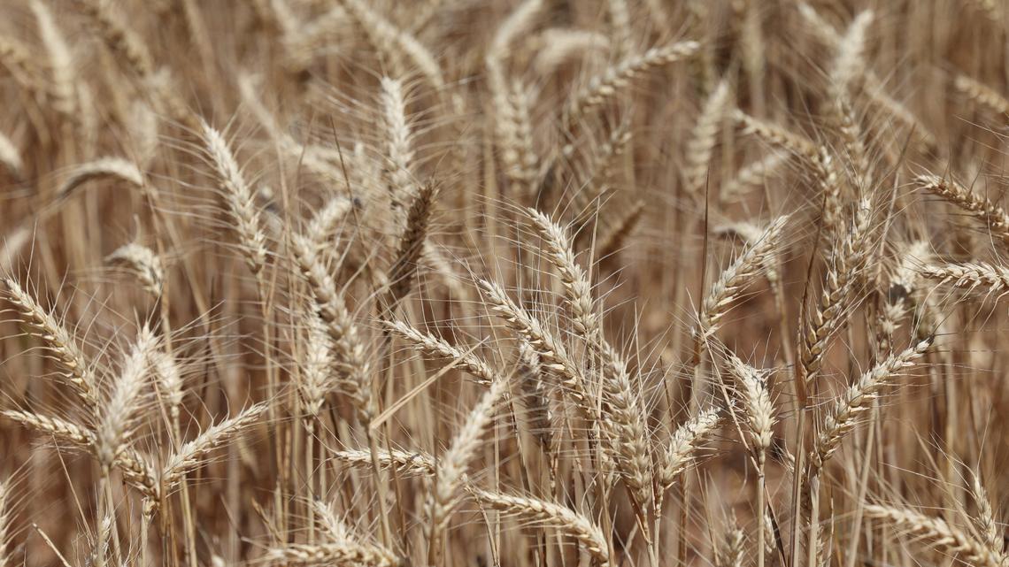 Australia worried over mouse infestation's impact on food supply 