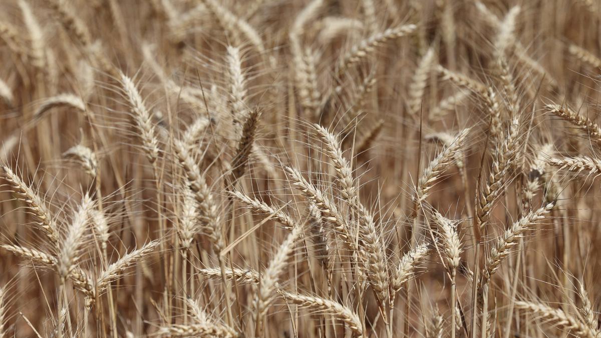 FILE PHOTO: Wheat stands ready for harvest at a farm in Eugowra, Australia, November 19, 2025. REUTERS/Hollie Adams/File Photo