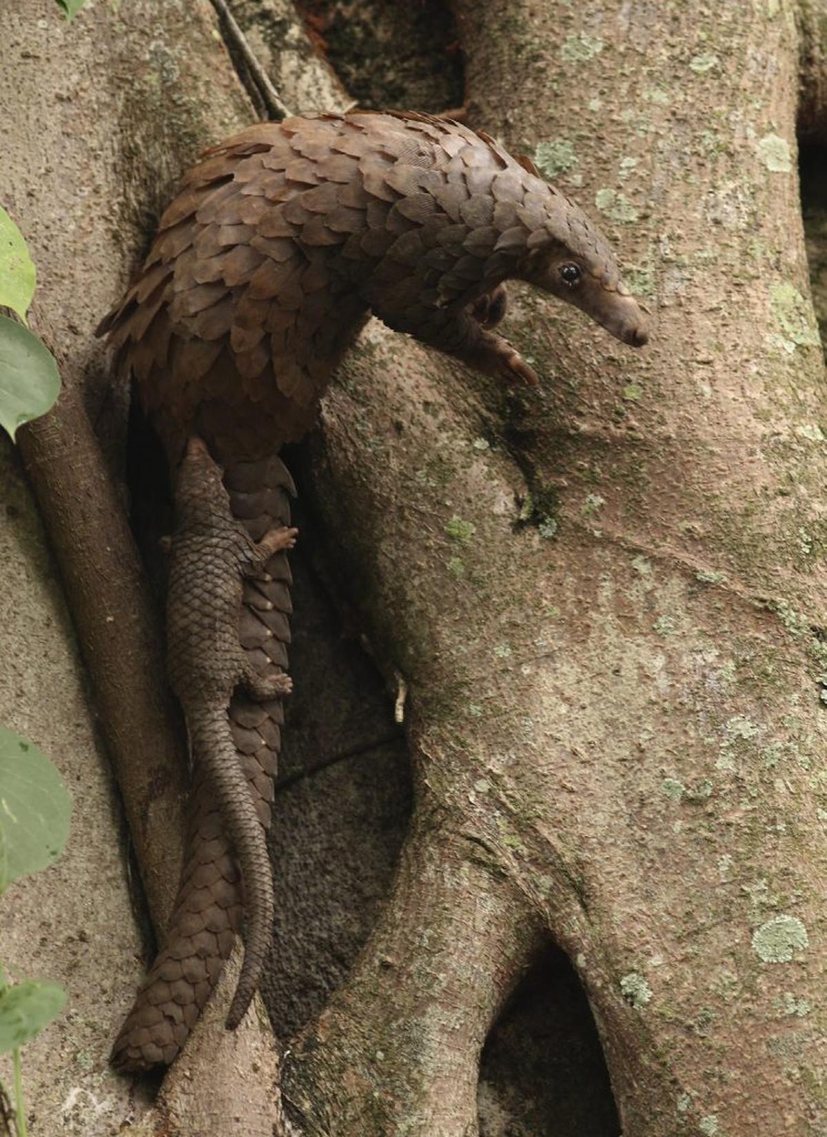  As part of a conservation-focused research program, a pangolin mother and her offspring were rescued from poachers and safely released back into a protected forest in southern Benin. (Chabi Djagoun / Stanislas Zanvo via SWNS) 