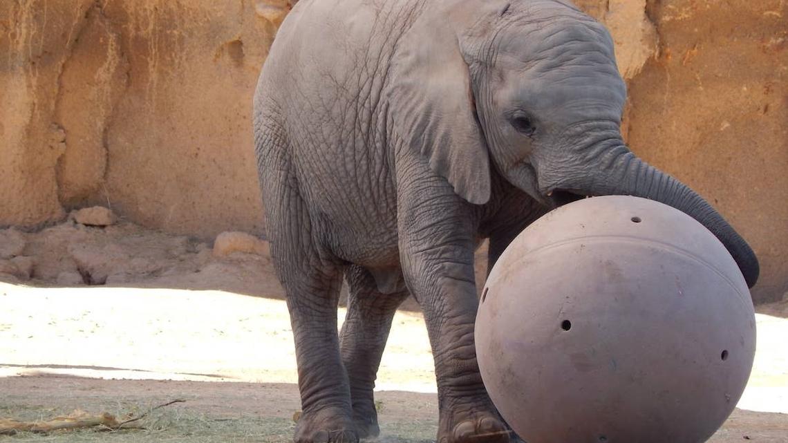 Baby elephant playing with a ball.