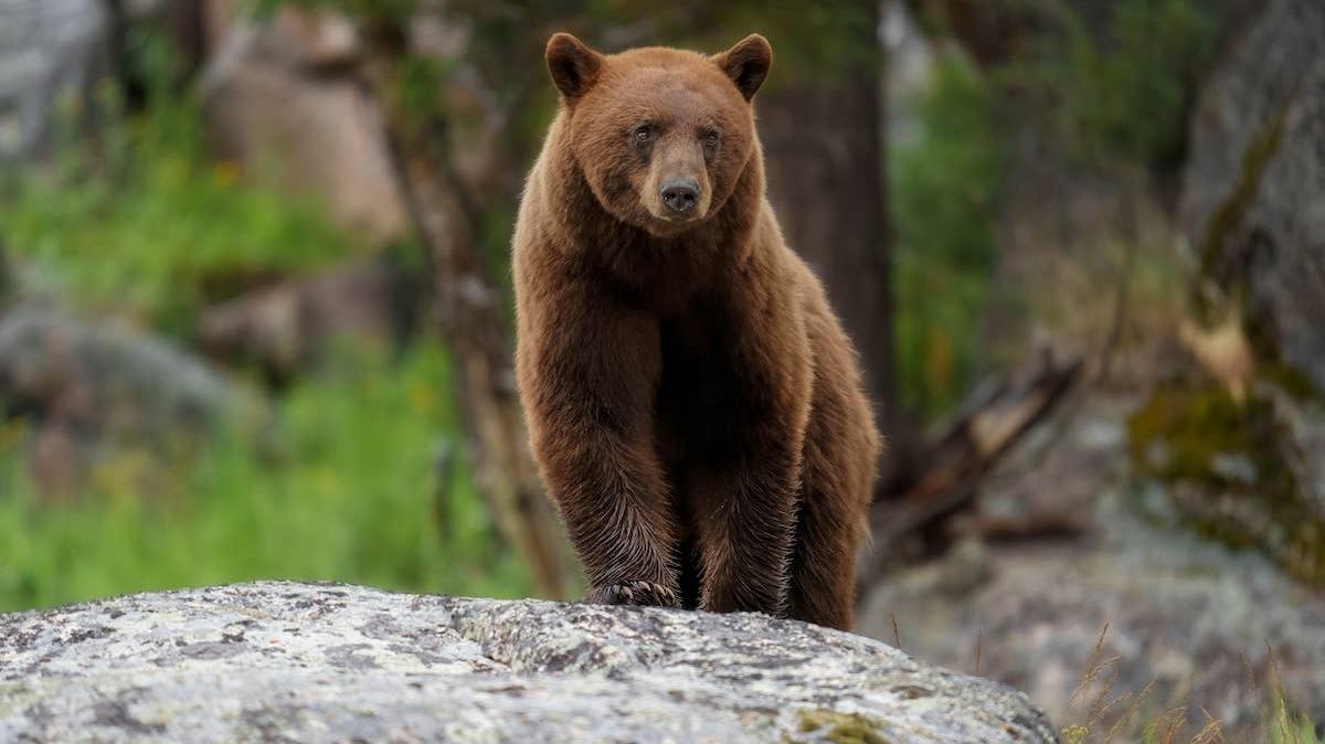 Large adult bear standing on a rock. 