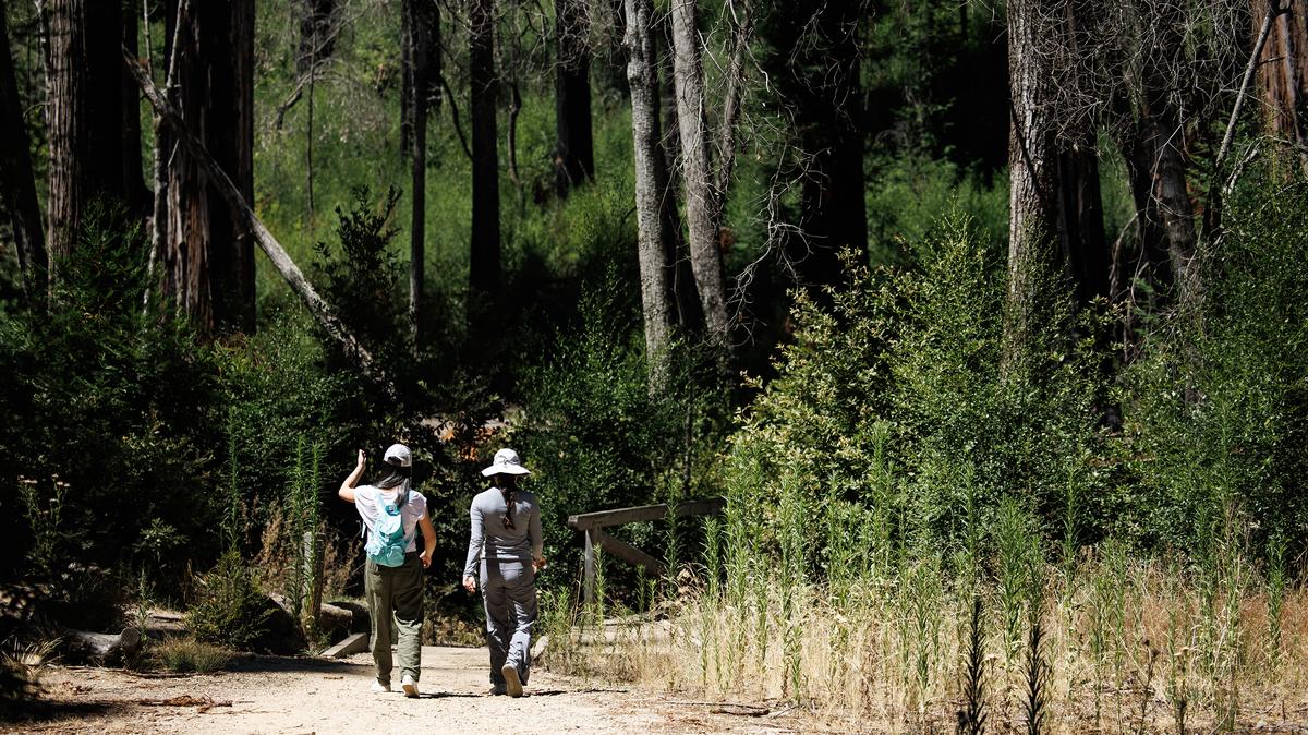 Hikers walk at Big Basin Redwoods State Park on Monday, Aug. 19, 2024.