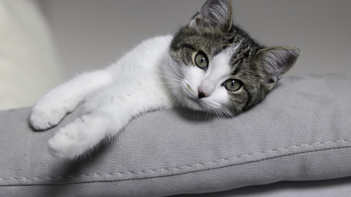 Shy Shelter Kitten 'Chooses' Her New Mom With the Most Irresistible Cuddles 