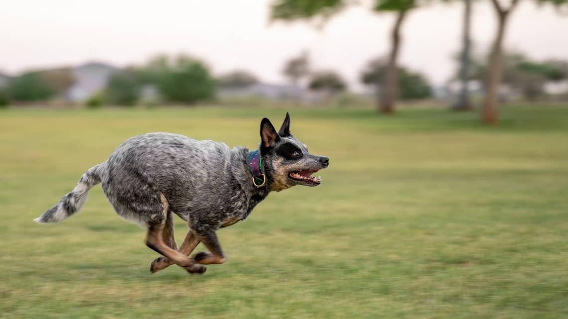  An Australian Cattle Dog running in the grass. 