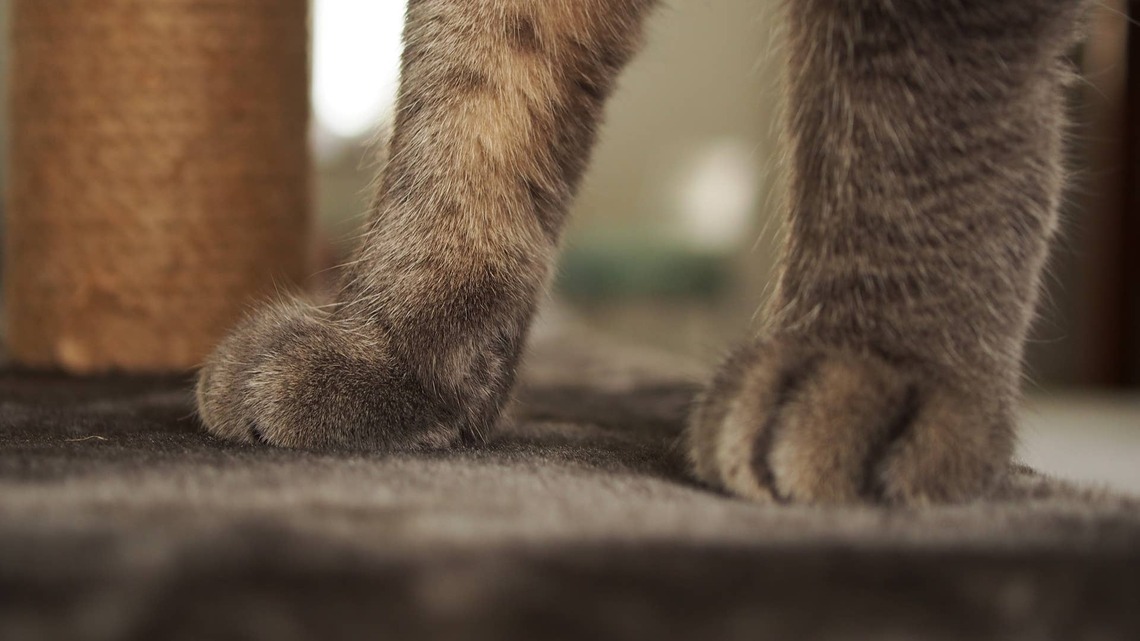 Orange and Grey Maine Coons Have the Cutest Litter of Kittens-with One Surprise 