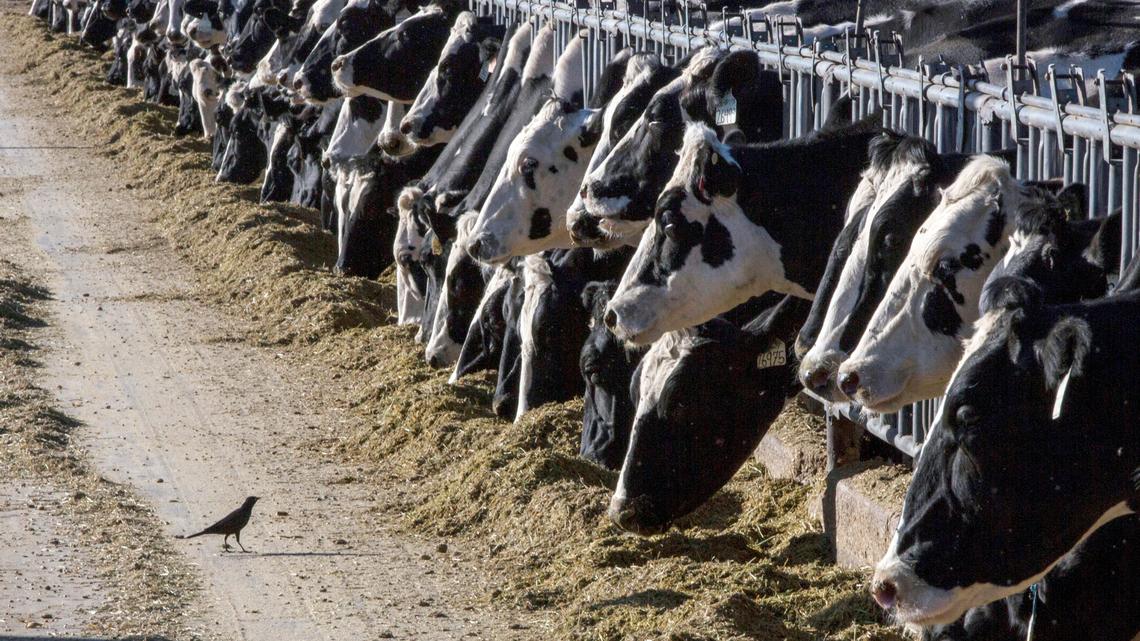 Easterday wants +$14M to get out of Oregon mega dairy west of Hermiston