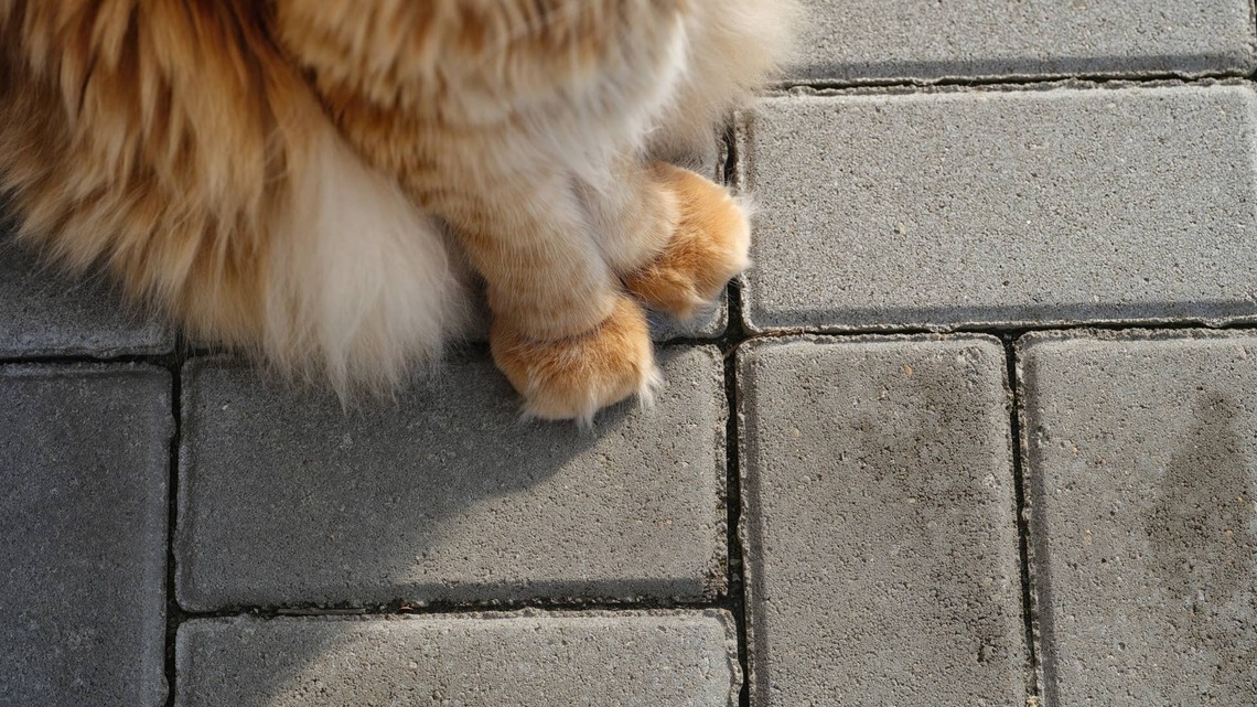 Orange British Longhair's Low-Riding Run Makes Him Look Like a Furry Accordion 