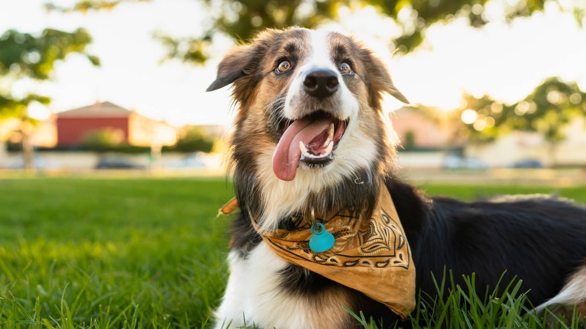Loyal Border Collie Never Clocks Out From His Favorite Job: Watching Over Mom 