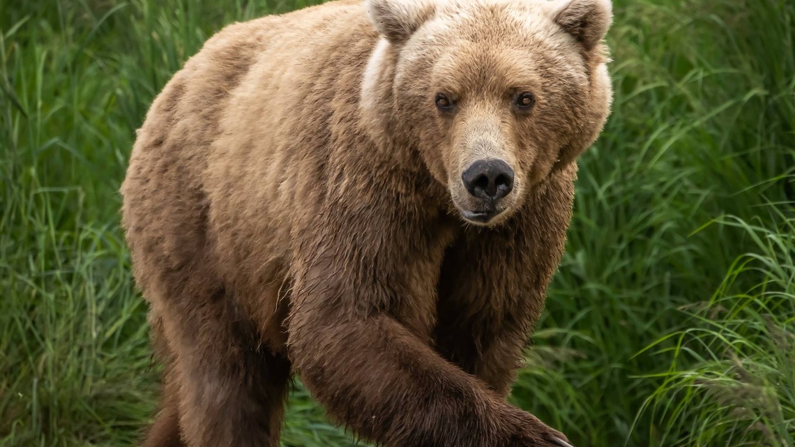 Man Credits 'Jurassic Park' for His Surprisingly Calm Response to Bear Sniffing Him 