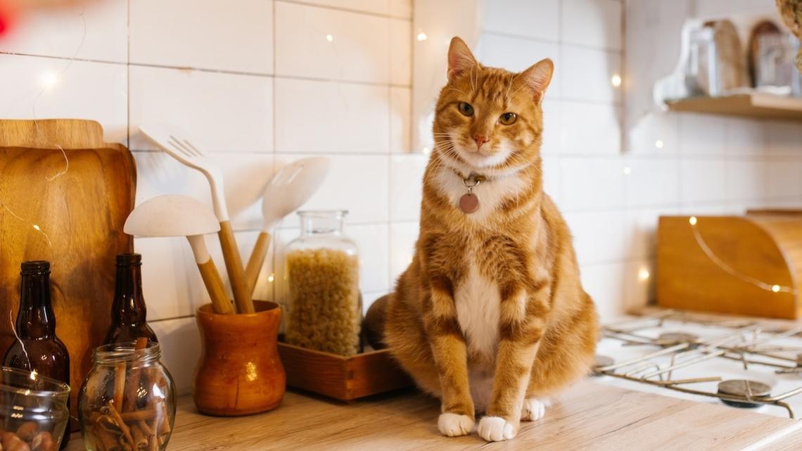 Unbothered Orange Cat Steals an Entire Brisket Straight From the Slow Cooker 